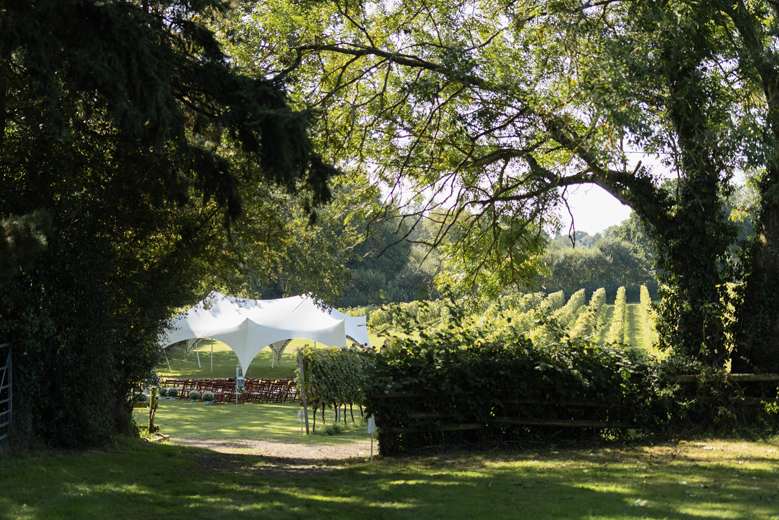 the grapes and the grounds