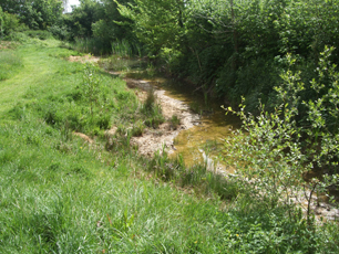 butts pond hedges