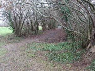 green lane winter trees