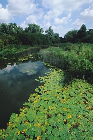 iverside Meadows