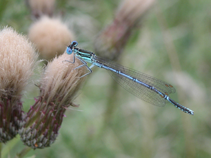 marsh and ham damselfly