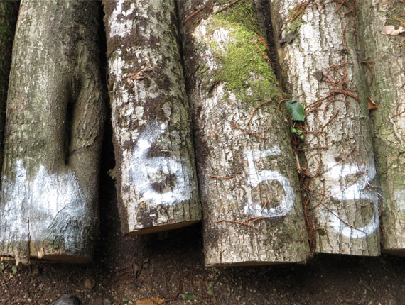 Timber selection for the sound seat project