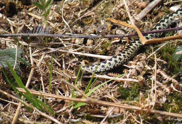 Male-Adder-2-by-Kath-Clay