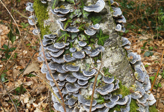 Turkey-Tail-Fungus-by-Kath-Clay