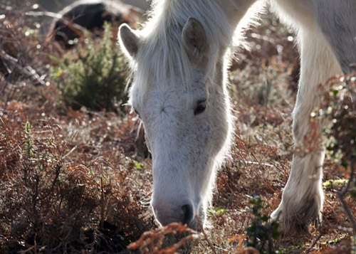 hardy-pony-2---charlie-wayg