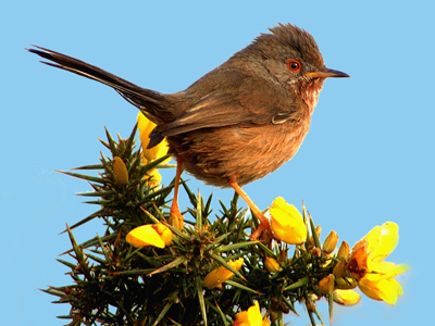 dartford_warbler