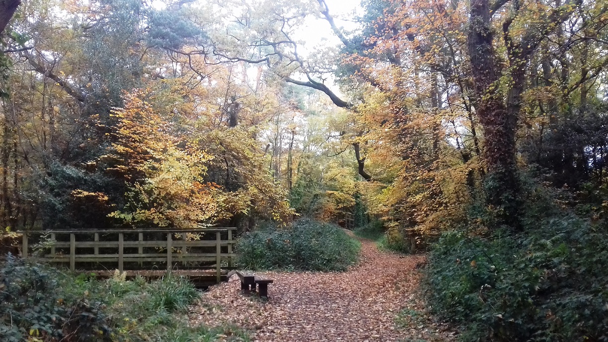 Upton wood featuring bridge to enter