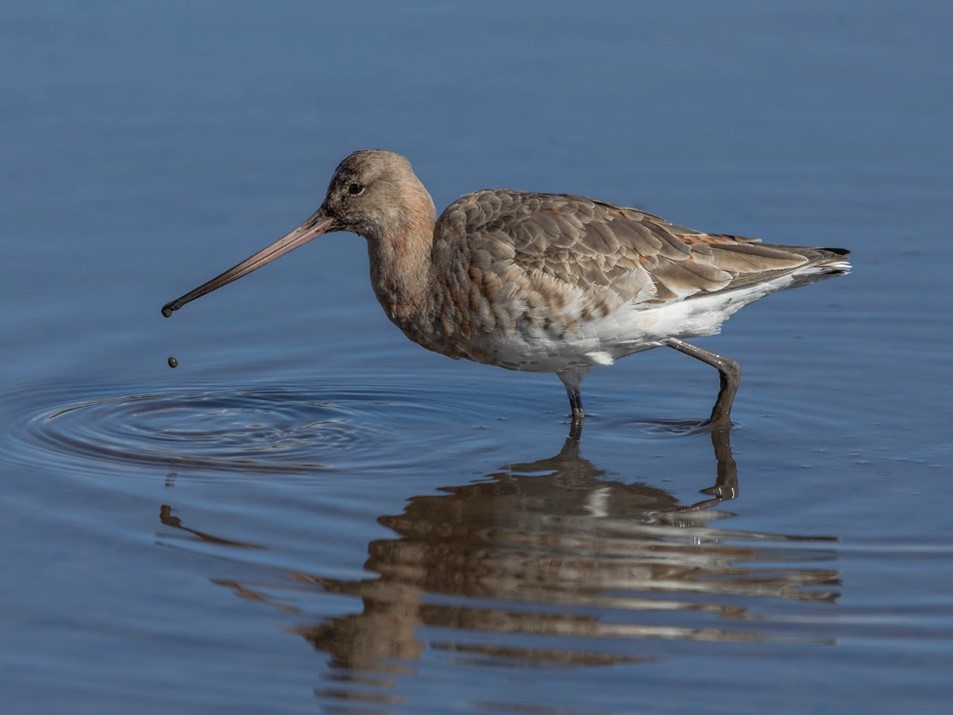 Black-tailed Godwitt at Lodmoor, photo credit Susan Buckland