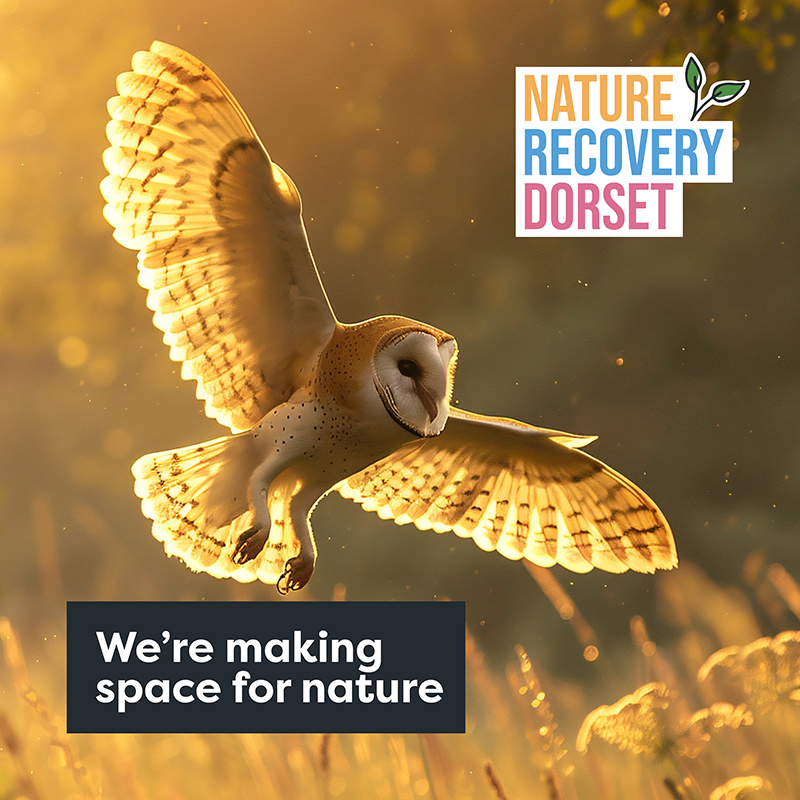 Barn own landing in a field with 'we're making space for nature' text and Nature Recovery Dorset logo