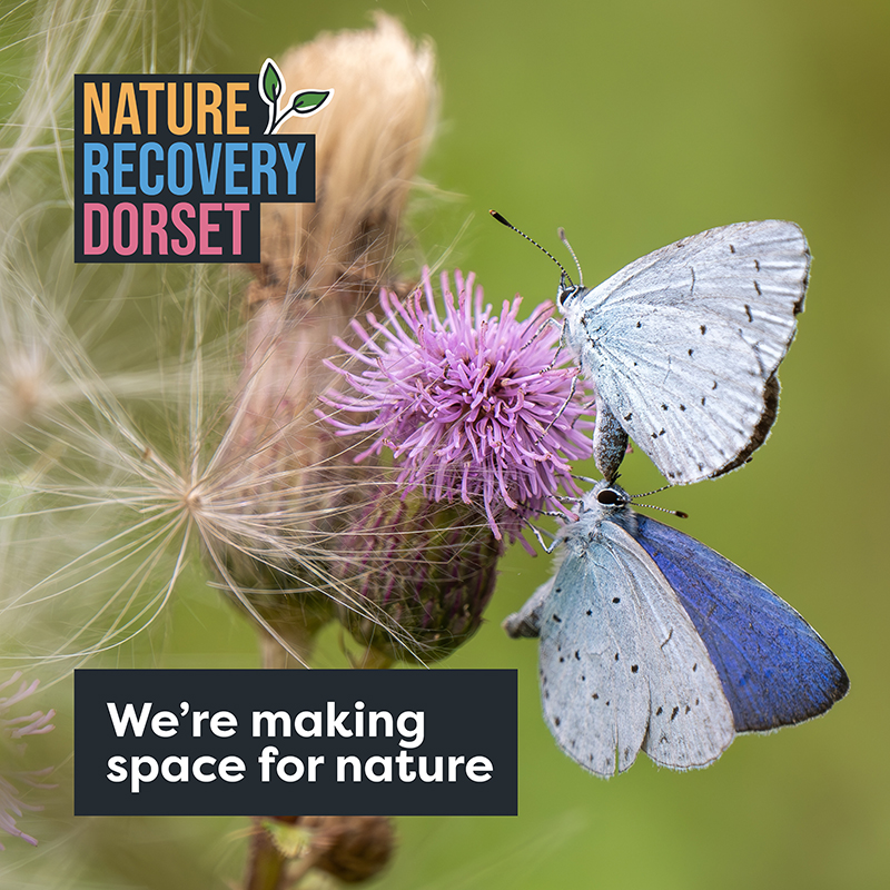 Cornflower blue butterlies on a flower with 'we're making space for nature' text and Nature Recovery Dorset logo