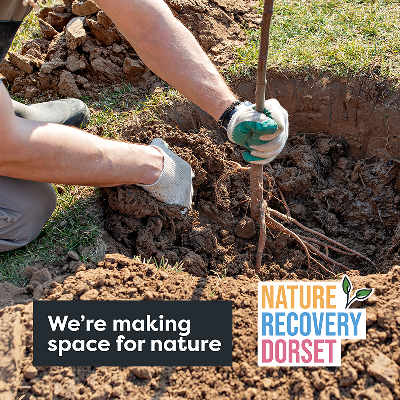 Tree being planted with 'we're making space for nature' text and Nature Recovery Dorset logo