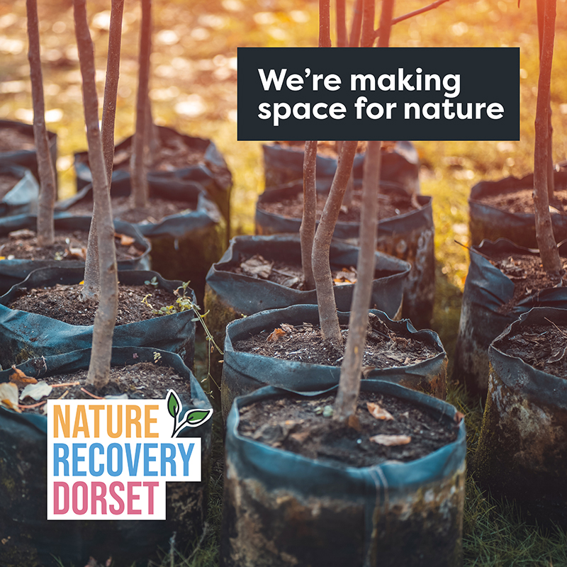 Trees waiting to be planted poster with 'we're making space for nature' text and Nature Recovery Dorset logo