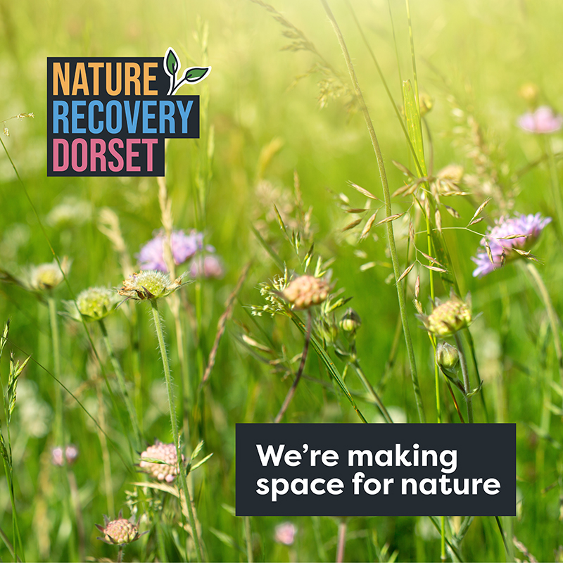 Wildflower meadow with 'we're making space for nature' text and Nature Recovery Dorset logo