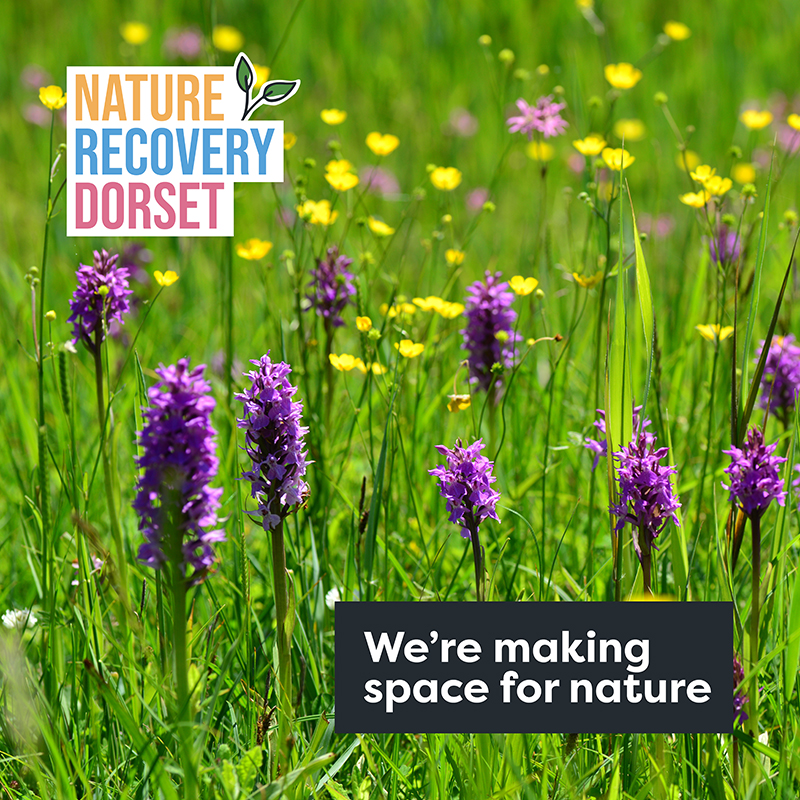 Buttercups and flowers with 'we're making space for nature' text and Nature Recovery Dorset logo