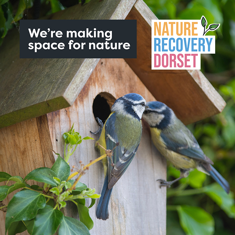 Bluetits on a birdbox with 'we're making space for nature' text and Nature Recovery Dorset logo